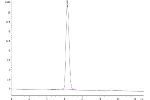The purity of Human PDGF R beta is greater than 95 % as determined by SEC-HPLC.