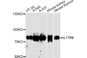 Western blot analysis of extracts of various cell lines, using IL17RE antibody. (IL17RE anticorps)