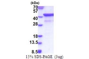 SDS-PAGE (SDS) image for Signal-Regulatory Protein alpha (SIRPA) (AA 27-373) protein (His tag) (ABIN5853876)