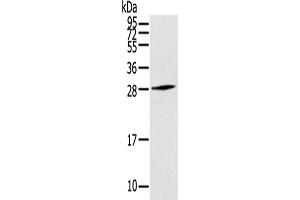 Western Blotting (WB) image for anti-Thymocyte Nuclear Protein 1 (THYN1) antibody (ABIN5958656) (THYN1 anticorps)