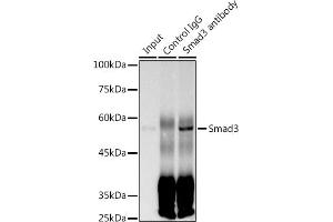Immunoprecipitation analysis of 300 μg extracts of A-431 cells using 3 μg Smad3 antibody (ABIN7270349).