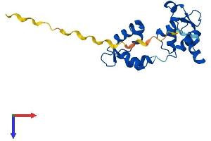 AlphaFold protein structure predicition of Mouse Recombinant Myl4 Protein, UniprotID P09541