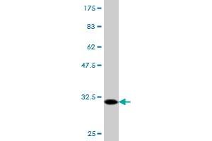 Western Blot detection against Immunogen (30. (FPR2 anticorps  (AA 163-205))