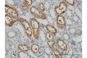 Immunoperoxidase of monoclonal antibody to PCTK1 on formalin-fixed paraffin-embedded human kidney.