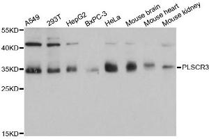 Western blot analysis of extracts of various cell lines, using PLSCR3 antibody. (PLSCR3 anticorps)