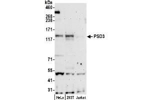 Western Blotting (WB) image for anti-Pleckstrin and Sec7 Domain Containing 3 (PSD3) (AA 998-1048) antibody (ABIN7452626)