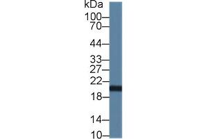 Detection of CNPY2 in Human HepG2 cell lysate using Polyclonal Antibody to Canopy 2 Homolog (CNPY2)