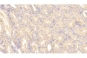 Detection of LIF in Human Kidney Tissue using Monoclonal Antibody to Leukemia Inhibitory Factor (LIF) (LIF anticorps  (AA 2-201))