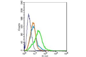 RSC96 probed with MC4 Receptor Polyclonal Antibody, Unconjugated  at 1:100 for 30 minutes followed by incubation with a conjugated secondary -FITC) (green) for 30 minutes compared to control cells (blue), secondary only (light blue) and isotype control (orange).