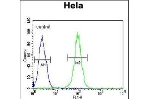 HS Antibody (C-term) (ABIN651231 and ABIN2840143) flow cytometric analysis of Hela cells (right histogram) compared to a negative control cell (left histogram). (GRP78 anticorps  (C-Term))