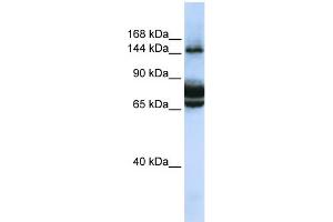 WB Suggested Anti-FAM83B Antibody Titration: 0. (FAM83B anticorps  (C-Term))