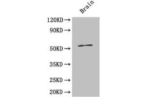 Western Blot Positive WB detected in: Mouse brain tissue All lanes: ICA1 antibody at 4 μg/mL Secondary Goat polyclonal to rabbit IgG at 1/50000 dilution Predicted band size: 55, 58 kDa Observed band size: 55 kDa (ICA1 anticorps  (AA 1-268))