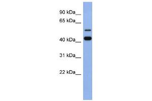 WB Suggested Anti-ZNF547 Antibody Titration:  0. (ZNF547 anticorps  (N-Term))