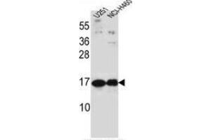 Western blot analysis in U251, NCI-H460 cell line lysates (35ug/lane) using Pleiotrophin / PTN  Antibody (C-term).