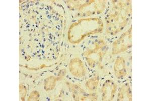Immunohistochemistry of paraffin-embedded human kidney tissue using ABIN7142660 at dilution of 1:100