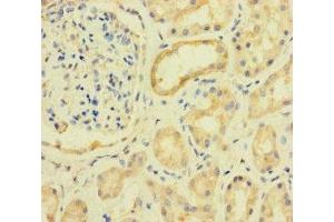 Immunohistochemistry of paraffin-embedded human kidney tissue using ABIN7142660 at dilution of 1:100 (PRKAA2 anticorps  (Catalytic Subunit alpha))