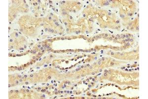 IHC image of ABIN7170778 diluted at 1:300 and staining in paraffin-embedded human kidney tissue performed on a Leica BondTM system.