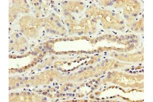 IHC image of ABIN7170778 diluted at 1:300 and staining in paraffin-embedded human kidney tissue performed on a Leica BondTM system. (SREBF1 anticorps  (AA 38-201))