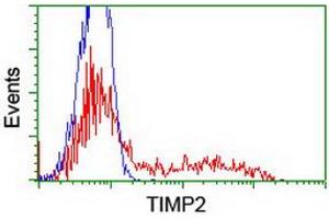 HEK293T cells transfected with either RC209796 overexpress plasmid (Red) or empty vector control plasmid (Blue) were immunostained by anti-TIMP2 antibody (ABIN2455391), and then analyzed by flow cytometry. (TIMP2 anticorps)