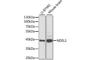 Western blot analysis of extracts of various cell lines, using NDEL1 antibody. (NDEL1 anticorps  (AA 1-345))