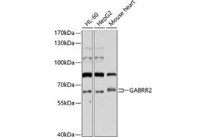 Western blot analysis of extracts of various cell lines, using G antibody (ABIN6131690, ABIN6140921, ABIN6140922 and ABIN6214242) at 1:1000 dilution. (GABRR2 anticorps  (AA 350-450))