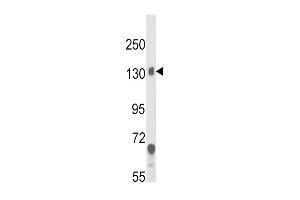 Western blot analysis of CACNA2D1 Antibody in mouse brain tissue lysates (35ug/lane) (CACNA2D1 anticorps  (N-Term))