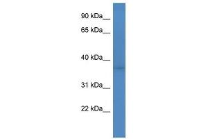 Western Blot showing Fank1 antibody used at a concentration of 1-2 ug/ml to detect its target protein.