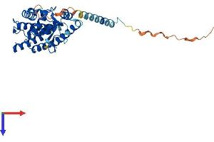 AlphaFold protein structure predicition of Mouse Recombinant Mtx1 Protein, UniprotID P47802