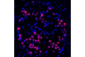 Immunofluorescence (IF) image for anti-Transcription Factor MafA (MAFA) (AA 125-175) antibody (ABIN7449538) (Recombinant MAFA anticorps  (AA 125-175))