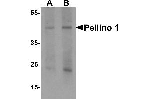 Western Blotting (WB) image for anti-Pellino E3 Ubiquitin Protein Ligase 1 (PELI1) (C-Term) antibody (ABIN1077389) (Pellino 1 anticorps  (C-Term))