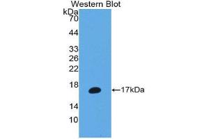 Western Blotting (WB) image for anti-Matrix Metallopeptidase 3 (Stromelysin 1, Progelatinase) (MMP3) (AA 363-477) antibody (ABIN1980457) (MMP3 anticorps  (AA 363-477))