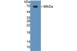 Western blot analysis of recombinant Rat TLR3. (TLR3 anticorps  (AA 381-699))