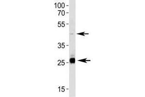 SIRT3 antibody western blot analysis in HepG2 lysate.