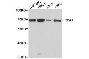 Western blot analysis of extracts of various cell lines, using RPA1 antibody. (RPA1 anticorps  (AA 1-240))