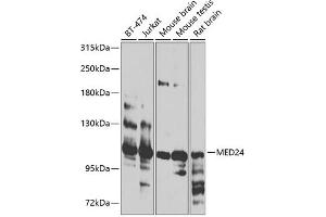 Western blot analysis of extracts of various cell lines, using MED24 antibody (ABIN6128224, ABIN6143700, ABIN6143701 and ABIN6224082) at 1:1000 dilution. (MED24 anticorps  (AA 1-160))