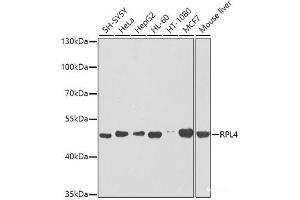 Western blot analysis of extracts of various cell lines using RPL4 Polyclonal Antibody at dilution of 1:1000. (RPL4 anticorps)