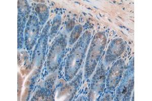 IHC-P analysis of Mouse Tissue, with DAB staining. (CDK2 anticorps  (AA 5-346))