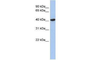 WB Suggested Anti-ZFYVE1 Antibody Titration:  0. (ZFYVE1 anticorps  (N-Term))