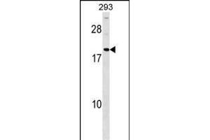 HDGFRP3 Antibody (Center) (ABIN1537854 and ABIN2848997) western blot analysis in 293 cell line lysates (35 μg/lane). (HDGFRP3 anticorps  (AA 15-44))