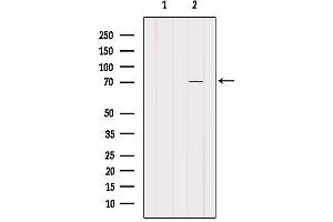 Western blot analysis of extracts from Pc12, using CEP70 Antibody. (CEP70 anticorps  (Internal Region))