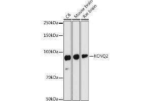 Western blot analysis of extracts of various cell lines, using KCNQ2 antibody (ABIN6130651, ABIN6142772, ABIN6142773 and ABIN6219057) at 1:1000 dilution. (KCNQ2 anticorps  (AA 254-393))