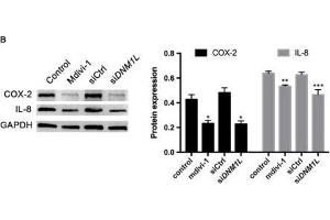 DNM1L deficiency in FLSs reduces their viability and production of pro-inflammatory cytokines, and increases apoptosis. (IL-8 anticorps  (AA 21-99))