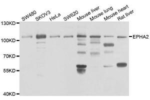 Western blot analysis of extracts of various cell lines, using EPHA2 antibody. (EPH Receptor A2 anticorps  (AA 847-976))
