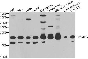 Western blot analysis of extracts of various cell lines, using TMED10 antibody. (TMED10 anticorps)