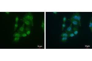 ICC/IF Image AUF1 antibody [N1C1] detects AUF1 protein at cytoplasm and nucleus by immunofluorescent analysis. (HNRNPD/AUF1 anticorps)