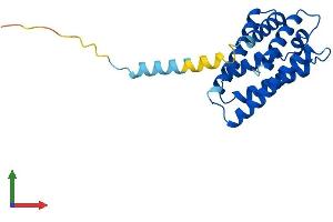 AlphaFold protein structure predicition of Human Recombinant TNFAIP8 Protein, UniprotID O95379