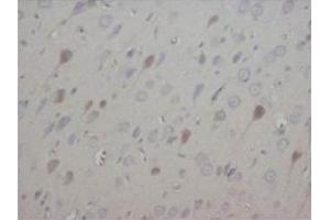 Immunohistochemical analysis of paraffin embedded rat tissue sections (brain) using NT3 antibody (Neurotrophin 3 anticorps  (Middle Region))