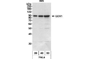 Western Blotting (WB) image for anti-DEAD (Asp-Glu-Ala-Asp) Box Polypeptide 1 (DDX1) (AA 500-550) antibody (ABIN7453825)