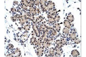 Image no. 1 for anti-Zinc Finger Protein 318 (Znf318) (AA 190-239) antibody (ABIN6735953)