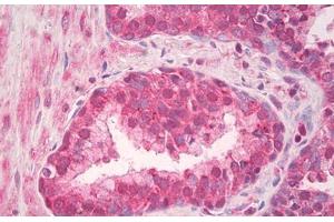 Image no. 2 for anti-Toll-Like Receptor 4 (TLR4) (AA 650-700) antibody (ABIN1491625)